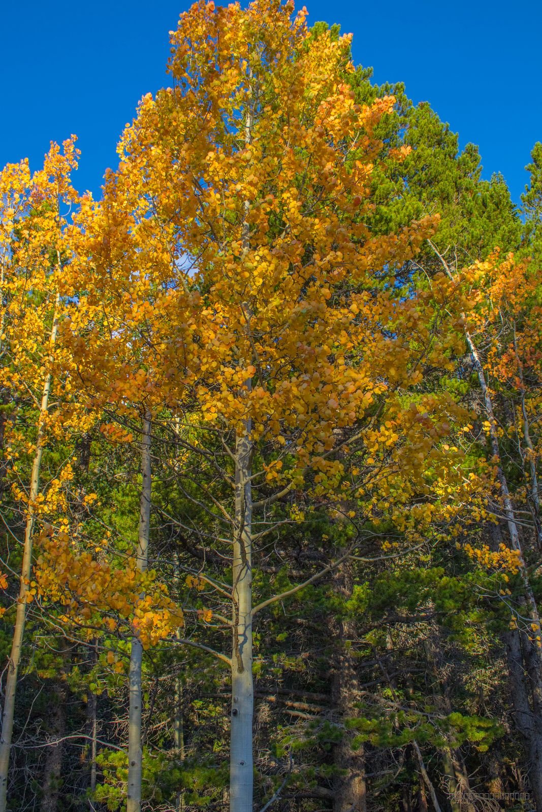 Colorado Gold