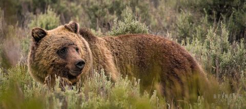 Grizzly