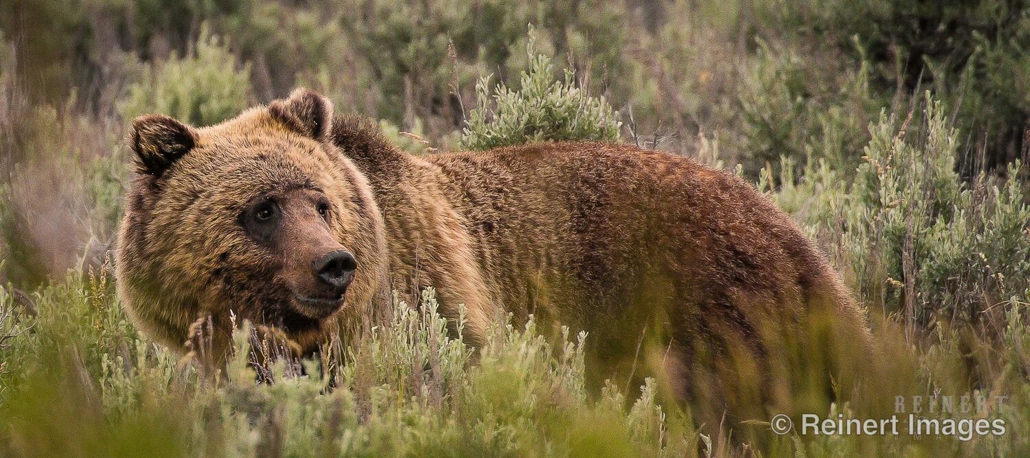 Grizzly