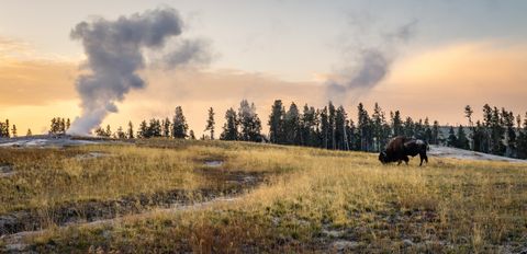 Guardian of Old Faithful