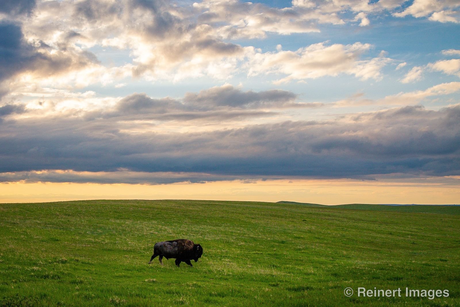 Lone Ranger