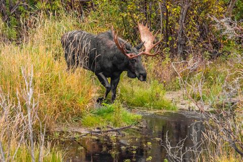 Moose in the Tetons