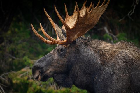 Moose