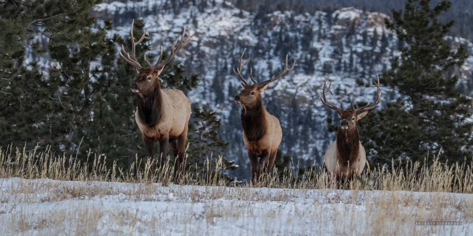 Sentinels Of The Rockies