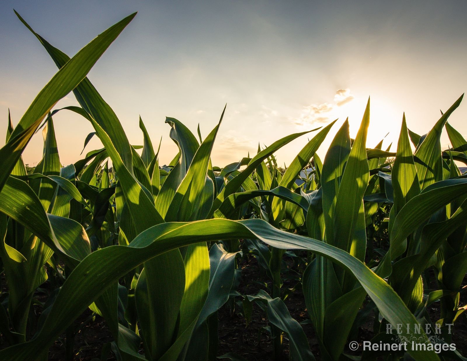 Summertime in Iowa
