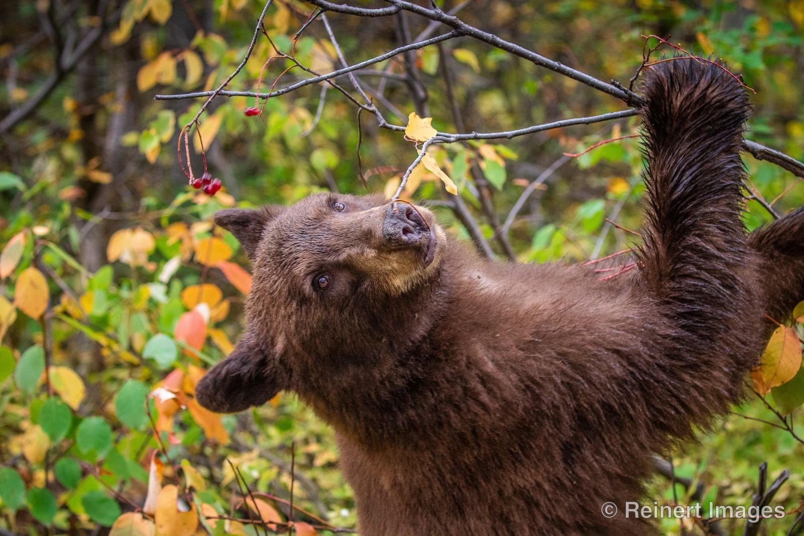 Wyoming Black Bear